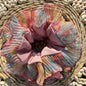 B. Palo Rosa Flores